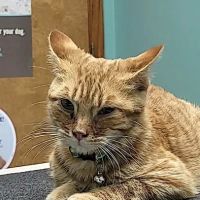 Callaway County Small Animal Veterinary Clinic ico