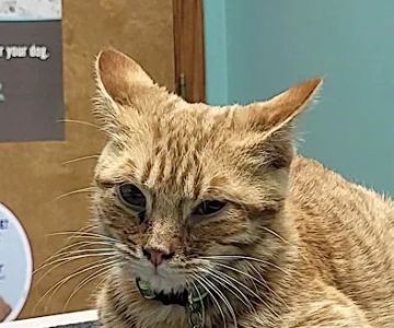 Callaway County Small Animal Veterinary Clinic