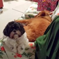 Claws N Paws ico