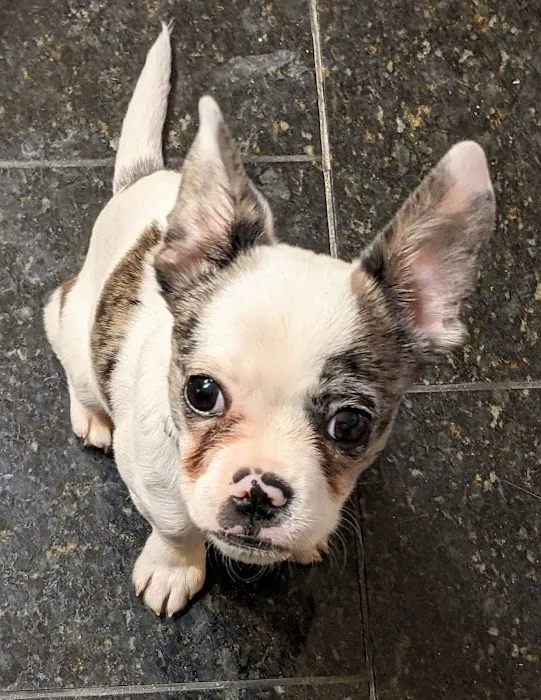 The Spay Neuter Project 4