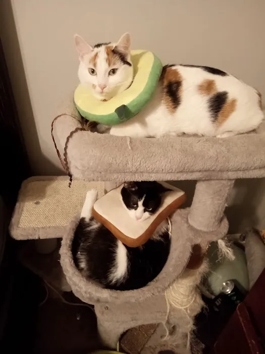 The Spay Neuter Project 7