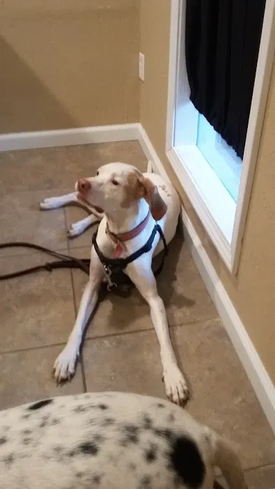 The Spay Neuter Project 6