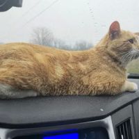 The Spay Neuter Project ico