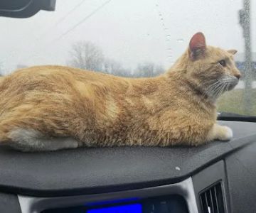 The Spay Neuter Project