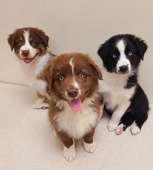 Midwest Veterinary Clinic: Penrod Cindy DVM 2