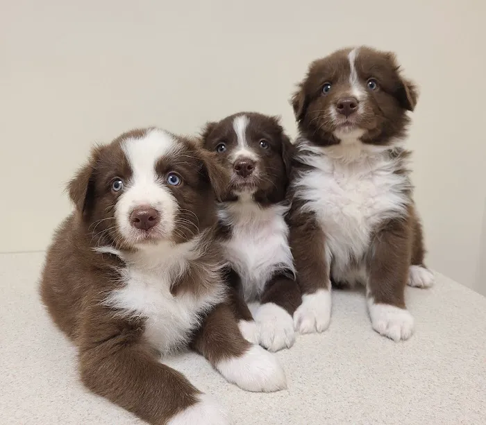Midwest Veterinary Clinic: Penrod Cindy DVM 1