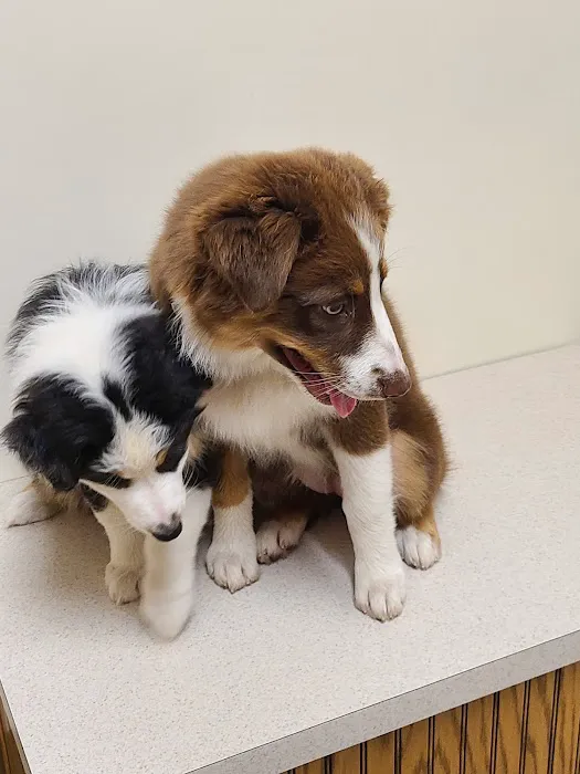 Midwest Veterinary Clinic: Penrod Cindy DVM 4