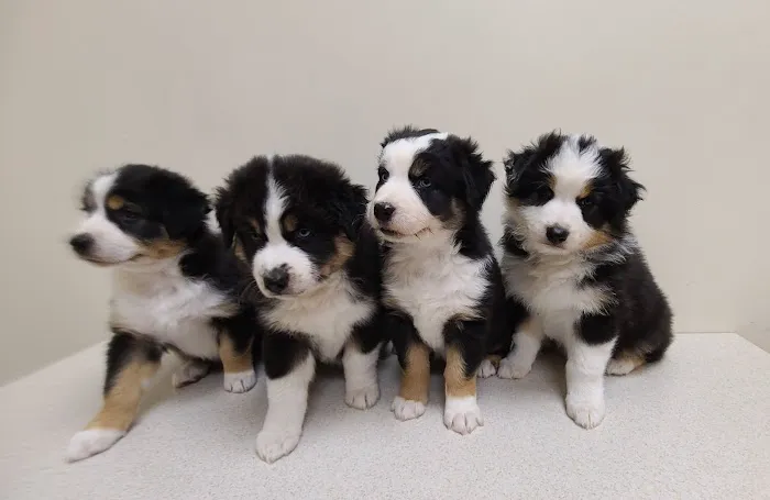 Midwest Veterinary Clinic: Penrod Cindy DVM 3
