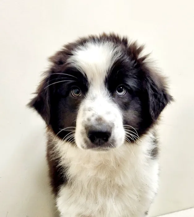Midwest Veterinary Clinic 8