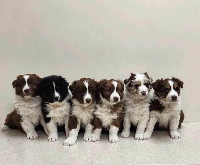 Midwest Veterinary Clinic 7