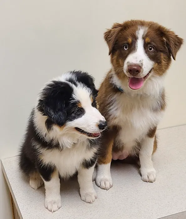Midwest Veterinary Clinic 9