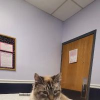 Horton Animal Hospital-Northeast ico
