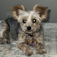 Spragg Veterinary Clinic ico