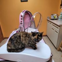 Lamczyk Veterinary Clinic LLC ico