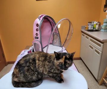 Lamczyk Veterinary Clinic LLC