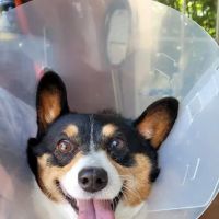 Thousand Hills Veterinary Clinic ico