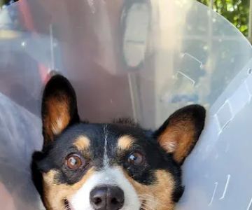 Thousand Hills Veterinary Clinic