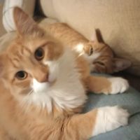Greenfield Veterinary Clinic ico