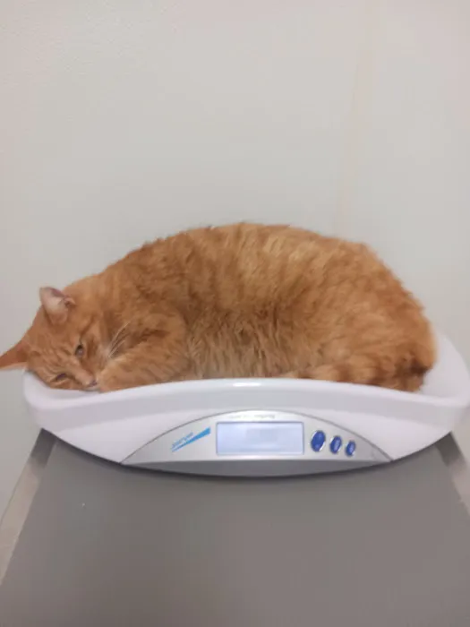 Town & Country Animal Hospital: Grajewski Maria DVM 1