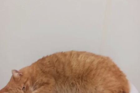 Town & Country Animal Hospital: Grajewski Maria DVM
