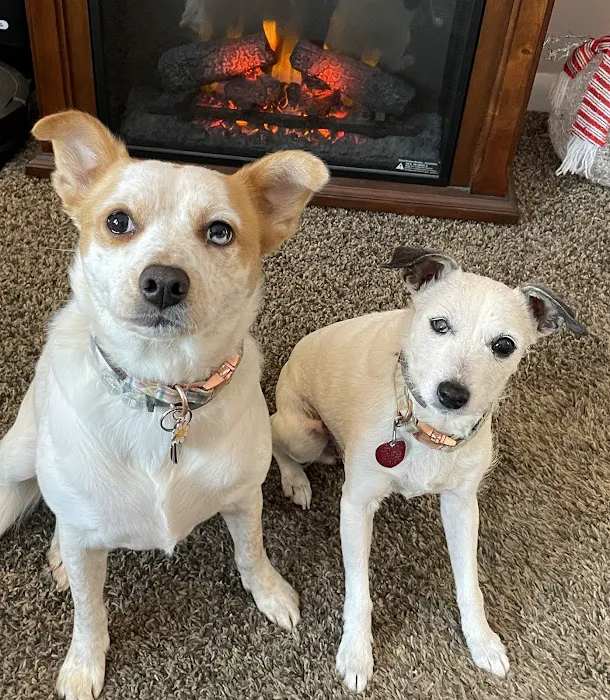 Town and Country Animal Hospital 12
