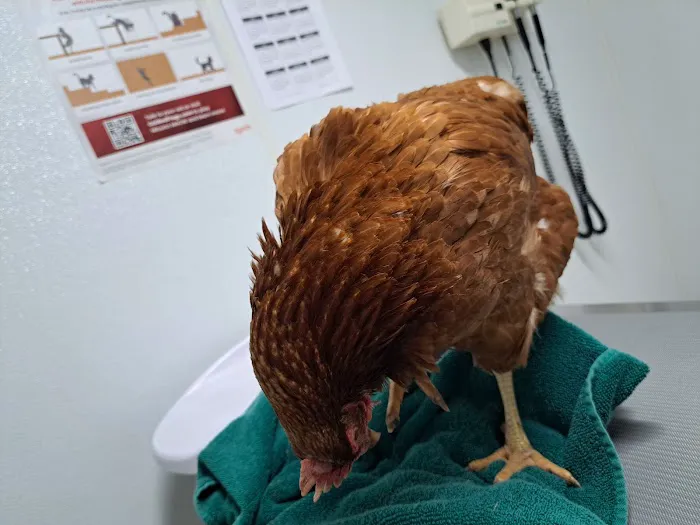 Town and Country Animal Hospital 12