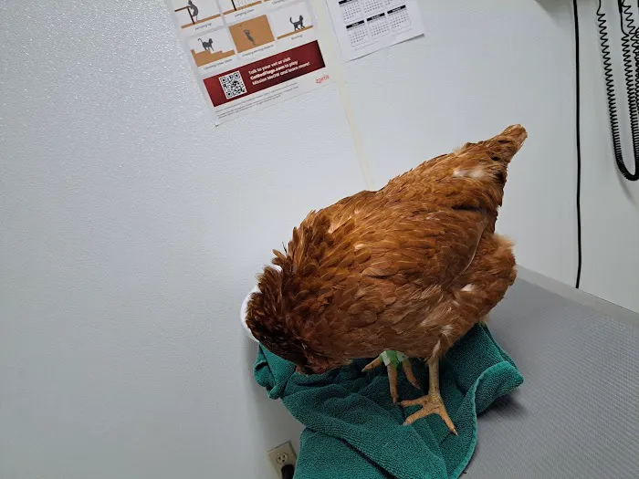 Town and Country Animal Hospital 12