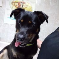 Bushnell Veterinary Service ico