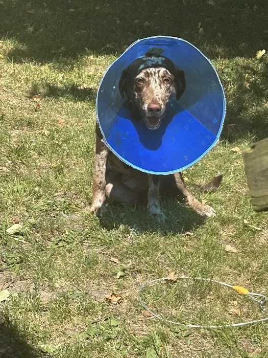 All Pets Veterinary Clinic 5
