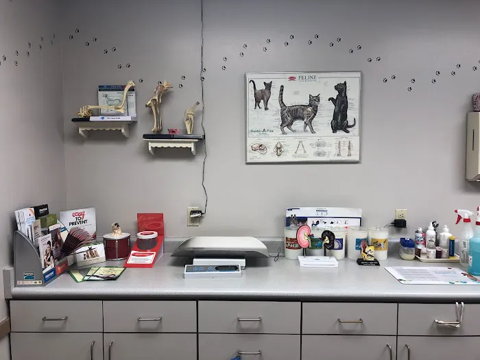All Pets Veterinary Clinic 6
