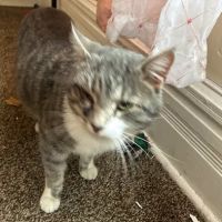 Animal Medical Center of Macomb ico