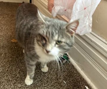 Animal Medical Center of Macomb