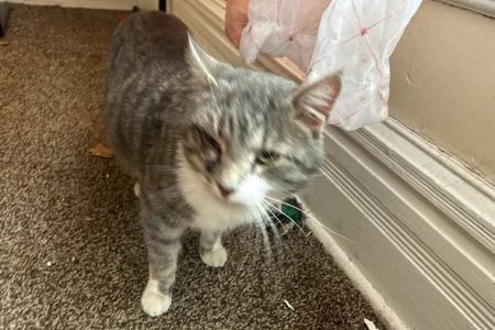 Animal Medical Center of Macomb