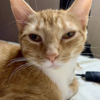 Summer Street Animal Clinic ico