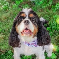 Allgood Animal Hospital ico