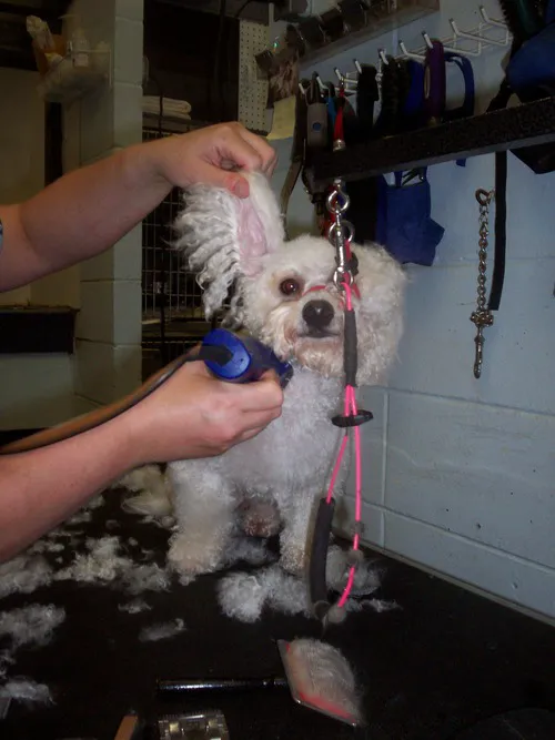 Allgood Animal Hospital: Lesczynski Rita DVM 12
