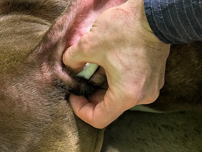 Mediapolis Veterinary Clinic 12