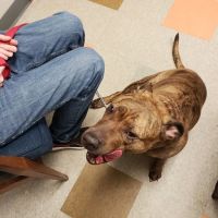 Prairie Ridge Veterinary Clinic ico