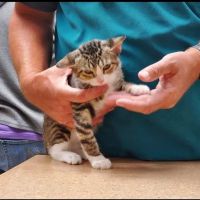 Keota Veterinary Clinic ico