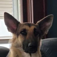 Northeast Animal Hospital ico