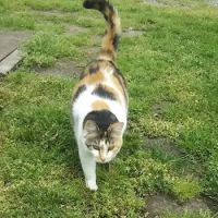 Fairfield Animal Hospital ico