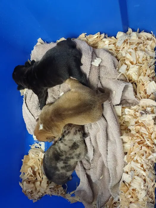 Berry Animal Clinic 9
