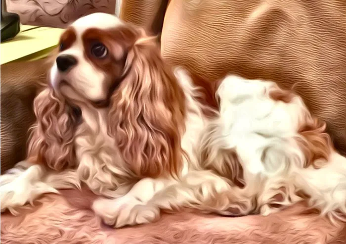 Family Pet Health Care: Dr. Dawn True 1