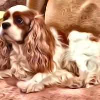 Family Pet Health Care: Dr. Dawn True ico