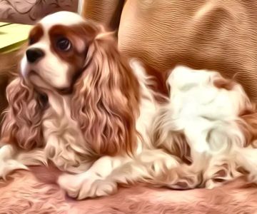 Family Pet Health Care: Dr. Dawn True