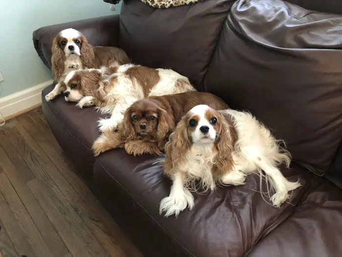 Family Pet Health Care: Dr. Dawn True 2