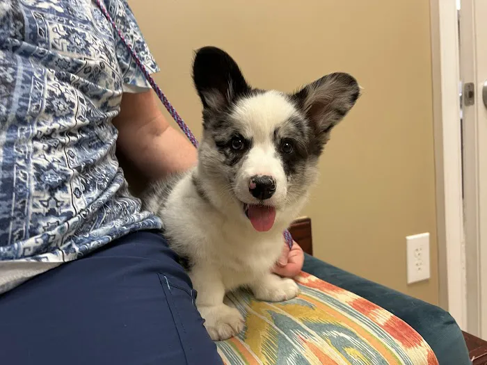 Family Pet Health Care: Dr. Dawn True 3