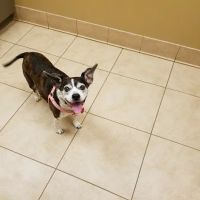 Family Pet Health Care ico
