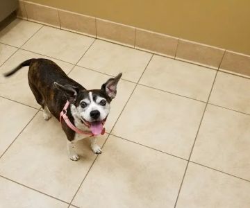 Family Pet Health Care