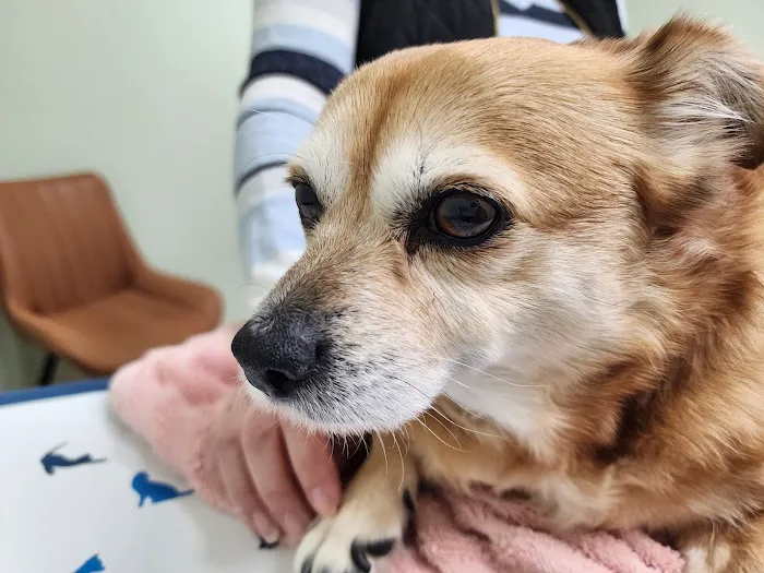 Summit Veterinary Urgent Care 1